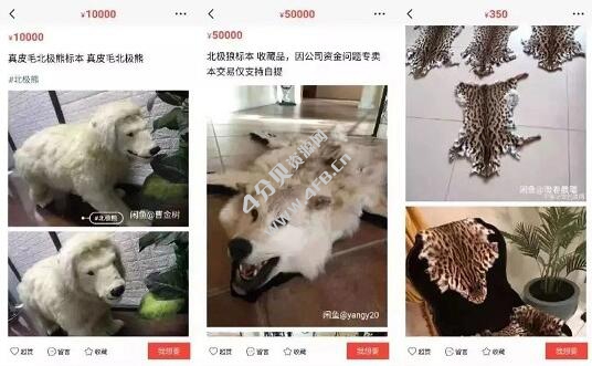 闲鱼被爆，暗藏情色交易！